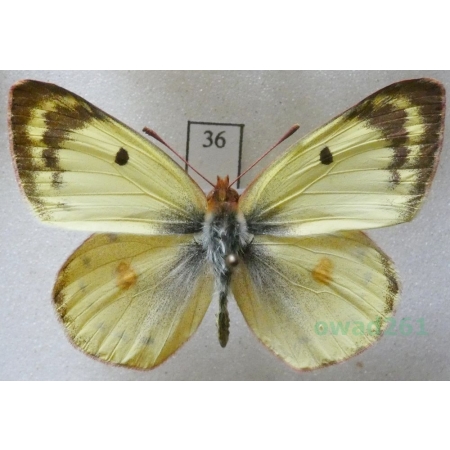 Colias hyale (Linnaeus, 1758) male Szlaczkoń siarecznik Czech36